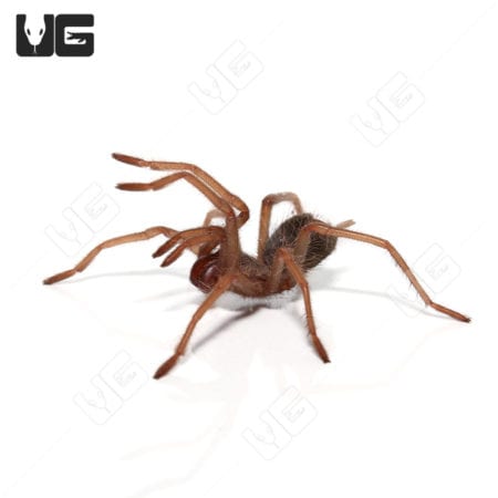 Amazon Blue Bloom Bird Eater Tarantula (xenesthis intermedia)
