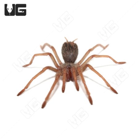 Amazon Blue Bloom Bird Eater Tarantula (xenesthis intermedia)