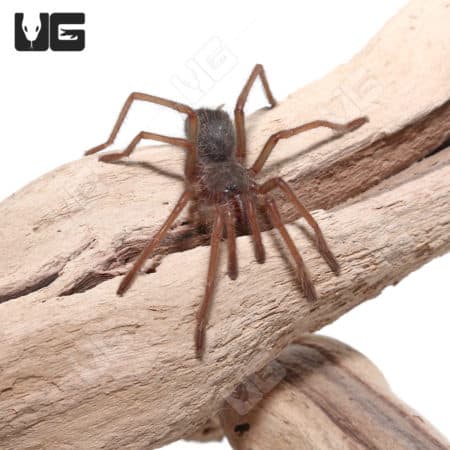 Amazon Blue Bloom Bird Eater Tarantula (xenesthis intermedia)