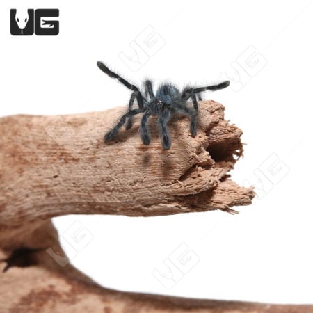 Baby Antilles Pinktoe Tarantulas (Caribena versicolor)