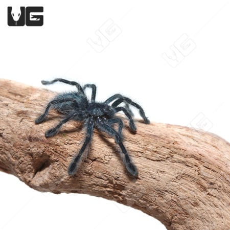 Baby Antilles Pinktoe Tarantulas (Caribena versicolor)