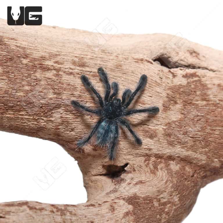 Antilles Pinktoe Tarantulas For Sale Underground Reptiles