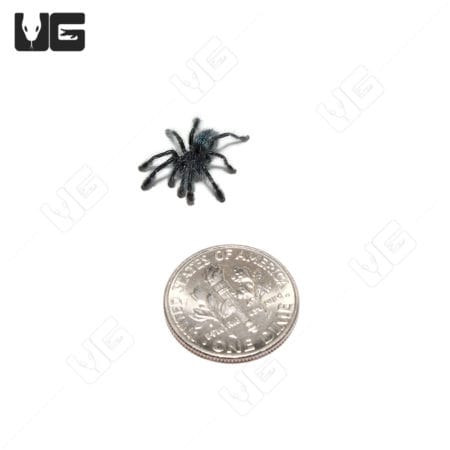 Baby Antilles Pinktoe Tarantulas (Caribena versicolor)