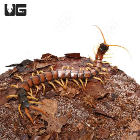 Arizona Giant Banded Centipede (Scolopendra polymorpha) For Sale - Underground Reptiles