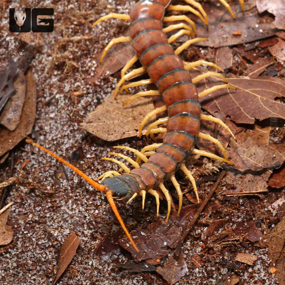 Texas Tiger Centipedes For Sale - Underground Reptiles