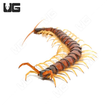 Arizona Giant Banded Centipede (Scolopendra polymorpha) For Sale - Underground Reptiles