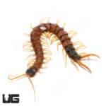 Arizona Giant Banded Centipede (Scolopendra polymorpha) For Sale - Underground Reptiles