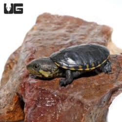 Narrow-Bridged Mexican Musk Turtles (Claudius angustatus) For Sale - Underground Reptiles
