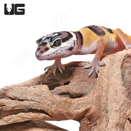 Baby Leopard Geckos (Eublepharis macularius) For Sale - Underground Reptiles
