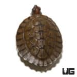 Baby Painted River Terrapin Turtle (Split Scute) (Batagur borneoensis)
