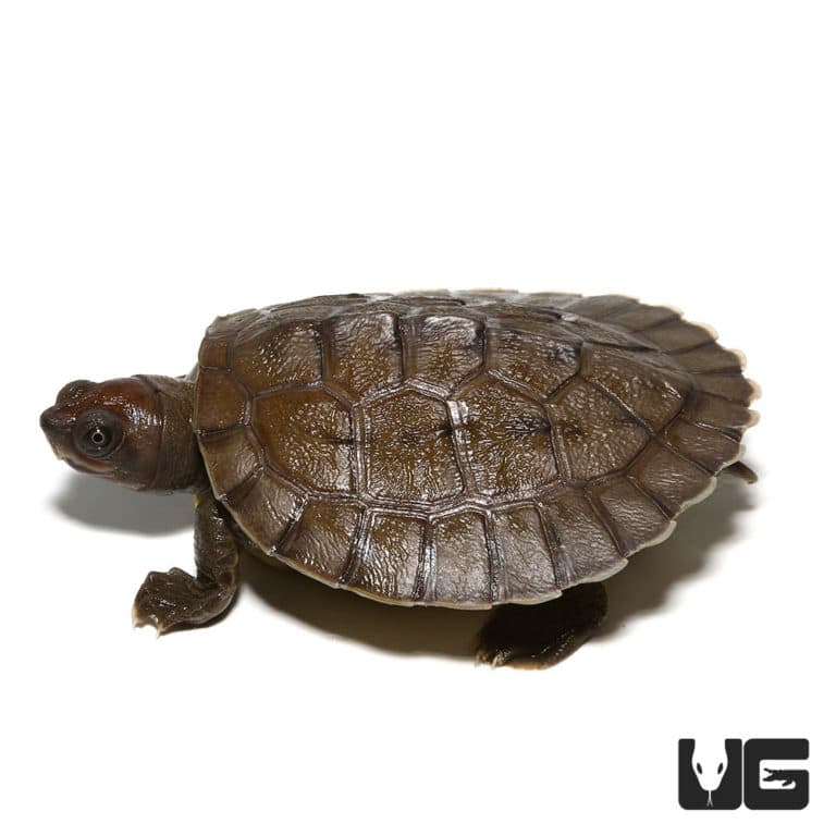 Baby Painted River Terrapin Turtle (Split Scute) (Batagur borneoensis ...