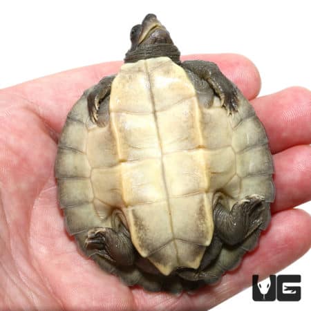 Baby Painted River Terrapin Turtle (Split Scute) (Batagur borneoensis)