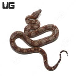 Baby Red Phase Central American Boa (Boa constrictor imperator) For Sale - Underground Reptiles