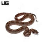 Baby Red Phase Central American Boa (Boa constrictor imperator) For Sale - Underground Reptiles