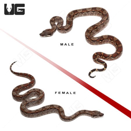 Baby Red Phase Circle Back Central American Boa Pair (Boa constrictor imperator) For Sale - Underground Reptiles