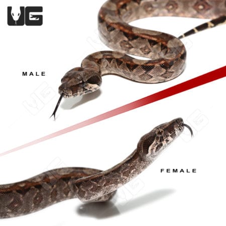Baby Red Phase Circle Back Central American Boa Pair (Boa constrictor imperator) For Sale - Underground Reptiles
