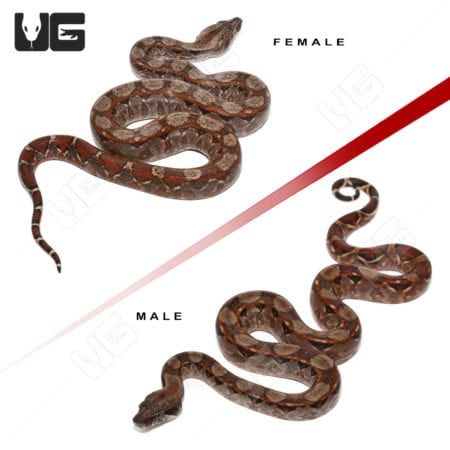 Baby Red Phase Circle Back Central American Boa Pair (Boa constrictor imperator) For Sale - Underground Reptiles