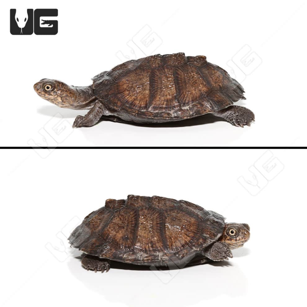 Baby Serrated Sidenecked Mud Turtles For Sale - Underground Reptiles