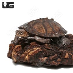 Baby Serrated Sidenecked Mud Turtles (Pelusios sinuatus)