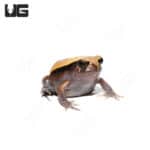 Tomato Frogs (Dyscophus guineti)