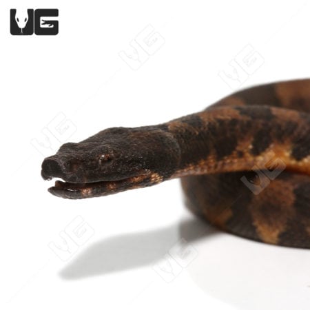Baby Viper Boa snake for sale at Underground Reptiles.