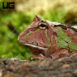 Bi-color Fantasy Pacman Frogs(C. cornuta X C. cranwelli) For Sale - Underground Reptiles