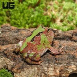 Bi-color Fantasy Pacman Frogs(C. cornuta X C. cranwelli) For Sale - Underground Reptiles