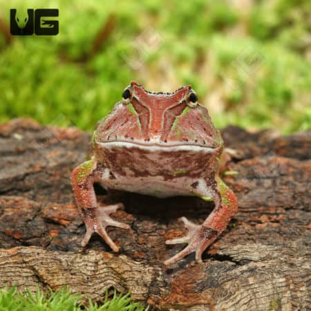 Bi-color Fantasy Pacman Frogs(C. cornuta X C. cranwelli) For Sale - Underground Reptiles