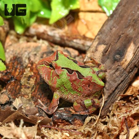 Bi-color Fantasy Pacman Frogs(C. cornuta X C. cranwelli) For Sale - Underground Reptiles