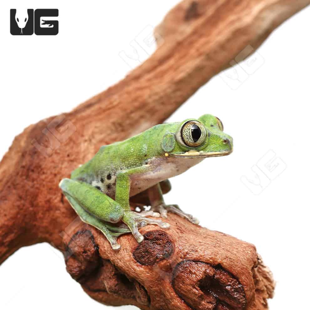 Cameroon Forest Tree Frog (Leptopelis brevirostris) For Sale ...