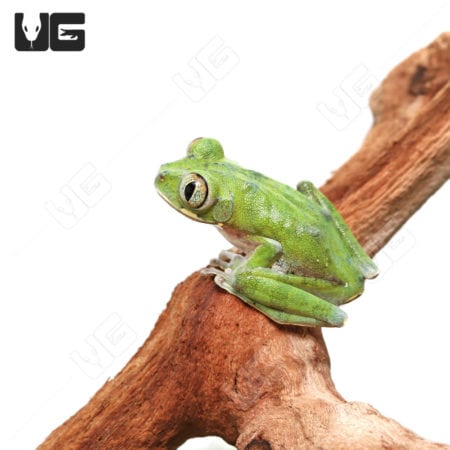 Green Cameroon Forest Tree Frog on Branch.