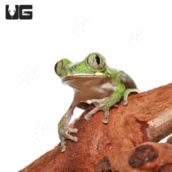 Cameroon Forest Tree Frog (Leptopelis brevirostris) For Sale - Underground ReptilesCameroon Forest Tree Frog (Leptopelis brevirostris) For Sale - Underground Reptiles