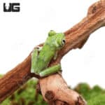 Cameroon Forest Tree Frog (Leptopelis brevirostris) For Sale - Underground Reptiles