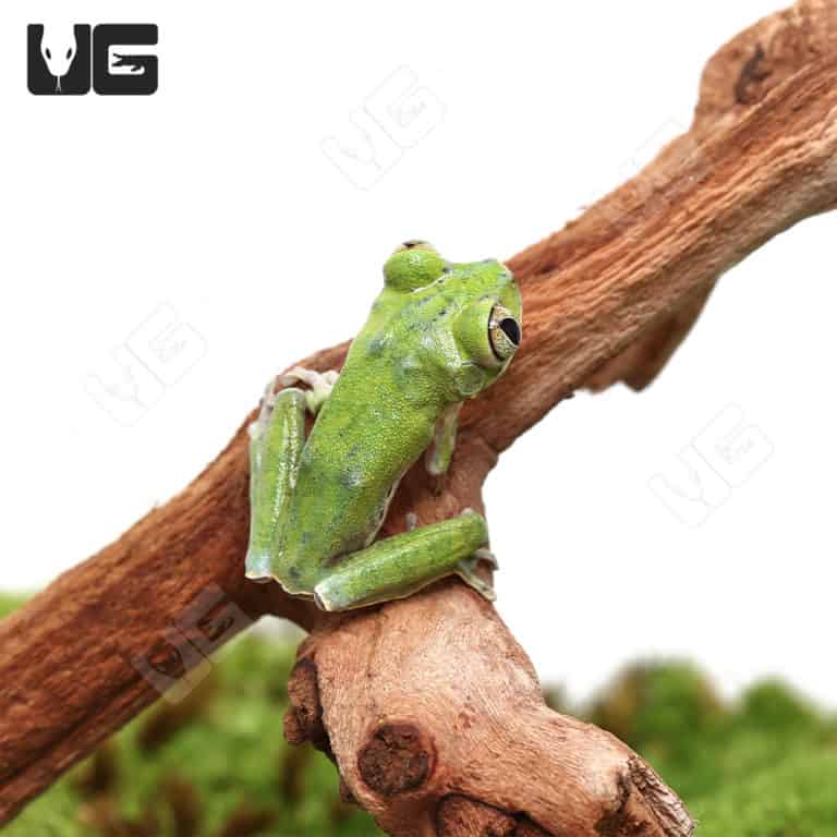 Cameroon Forest Tree Frog (Leptopelis brevirostris) For Sale ...