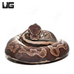 Baby Female Cinnamon GHI Ball Python (Python regius) For Sale - Underground Reptiles