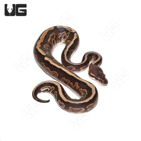 Baby Female Cinnamon GHI Ball Python (Python regius) For Sale - Underground Reptiles