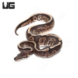 Baby Female Cinnamon GHI Ball Python (Python regius) For Sale - Underground Reptiles