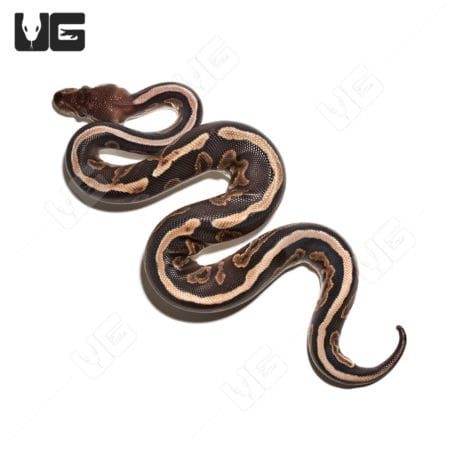 Baby Female Cinnamon GHI Ball Python (Python regius) For Sale - Underground Reptiles