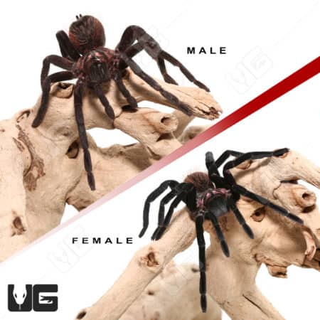 High-quality image of male and female Colombian Lesser Black Tarantulas on wood. Perfect for tarantu.