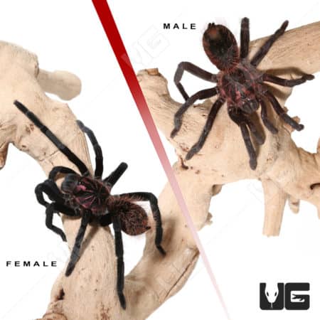 Pair of Colombian Lesser Black Tarantulas on wood branch.