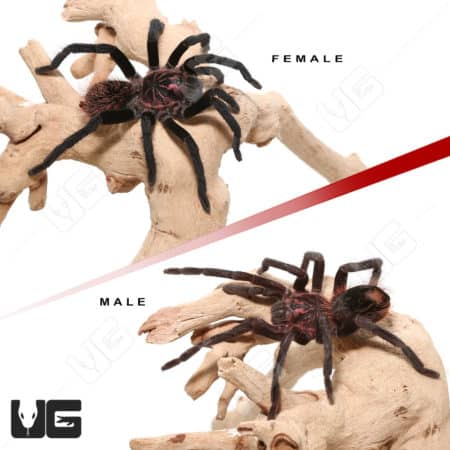 Female and male Colombian Lesser Black Tarantulas on natural wood branches.