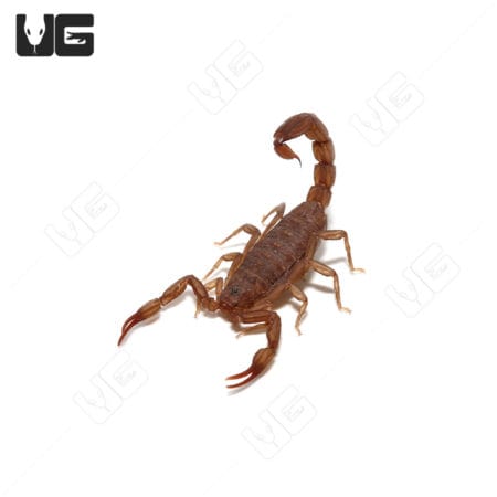 Scorpion from Debora's Forest, ideal for exotic pet enthusiasts.