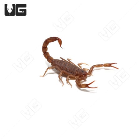 Scorpion from Debora's Forest, a popular exotic pet species.
