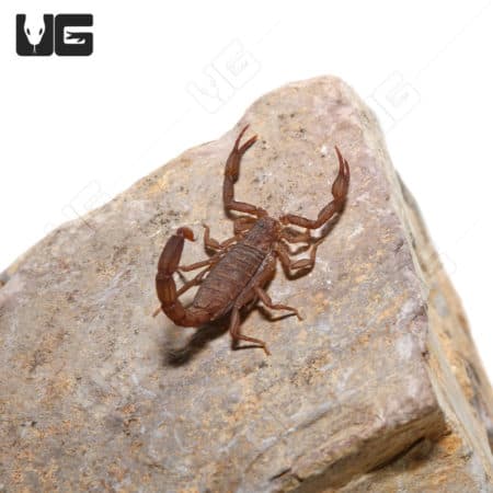 Scorpion on a rock, native to forest habitats.