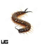 Egyptian Banded Black Head Centipede (Scolopendra Cingulata) For Sale - Underground Reptiles