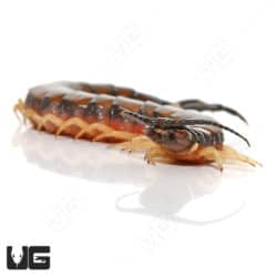 Egyptian Banded Black Head Centipede (Scolopendra Cingulata) For Sale - Underground Reptiles