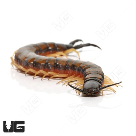 Egyptian Banded Black Head Centipede (Scolopendra Cingulata) For Sale - Underground Reptiles