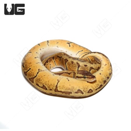 Baby Female Enchi Lemon Blast Het Pied Ball python (Python regius) For Sale - Underground Reptiles