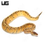 Baby Female Enchi Lemon Blast Het Pied Ball python (Python regius) For Sale - Underground Reptiles