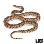 Gopher Snakes (Pituophis catenifer catenifer) For Sale - Underground Reptiles